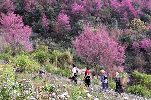 Huyện Mù Cang Chải tổ chức lễ hội hoa Tớ Dày