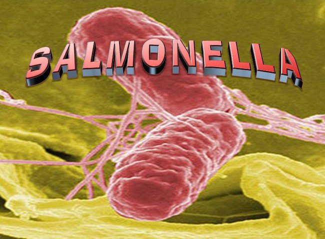 Nguy hiểm khi nhiễm khuẩn Salmonella