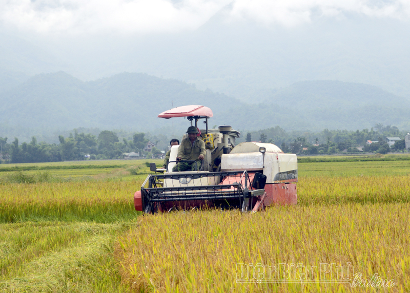 Khẩn trương thu hoạch lúa tránh thiệt hại do mưa kéo dài