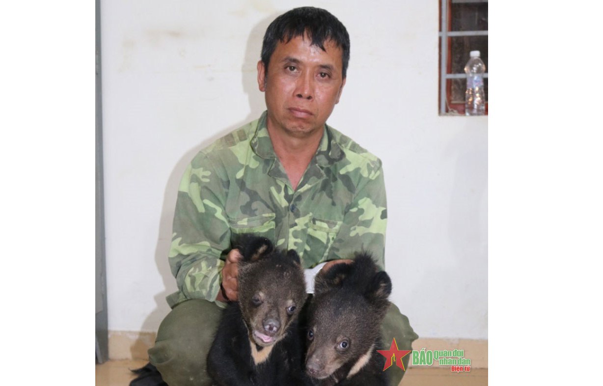Điện Biên: Bắt giữ 1 đối tượng vận chuyển 2 cá thể gấu hoang dã