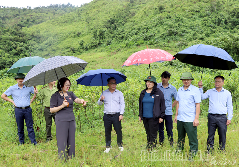 Đoàn đại biểu Quốc hội tỉnh khảo sát tình hình phát triển cây mắc ca tại huyện Mường Nhé
