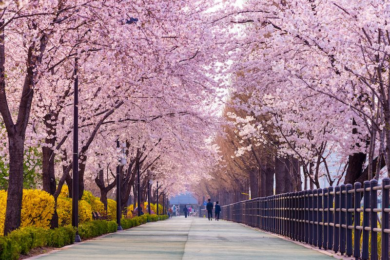 Mùa hoa anh đào ở Hàn Quốc và Nhật Bản đã bắt đầu