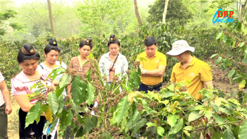 Nâng cao kỹ thuật trồng cà phê cho người dân Mường Ảng