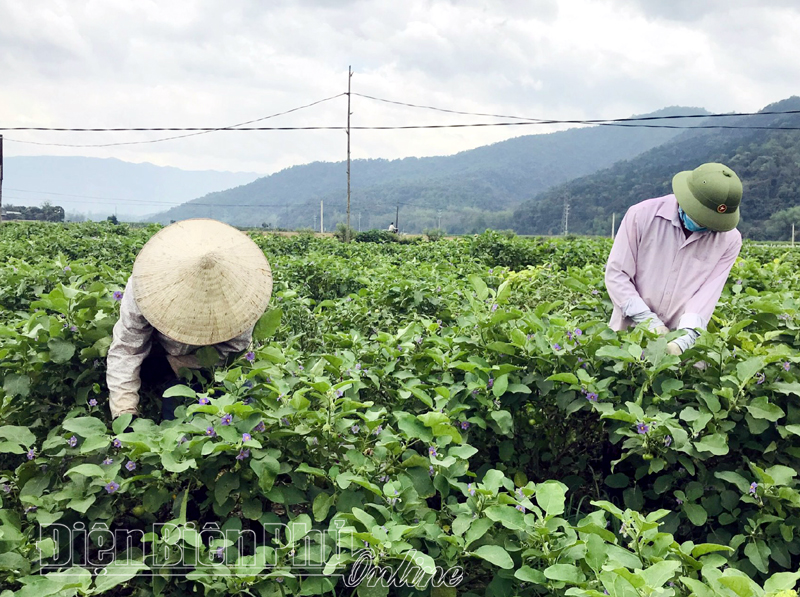 Phát triển vùng sản xuất rau an toàn ở lòng chảo Điện Biên