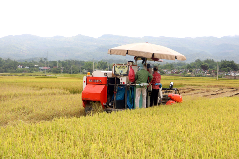 Nâng cao giá trị sản phẩm lúa gạo Điện Biên