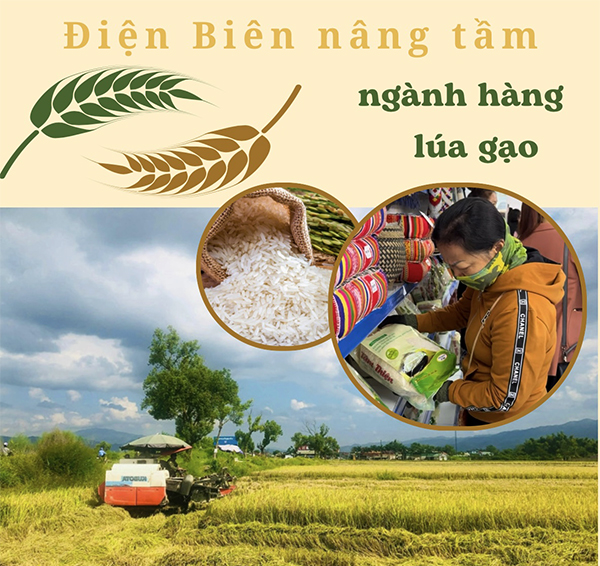 Điện Biên nâng tầm ngành hàng lúa gạo